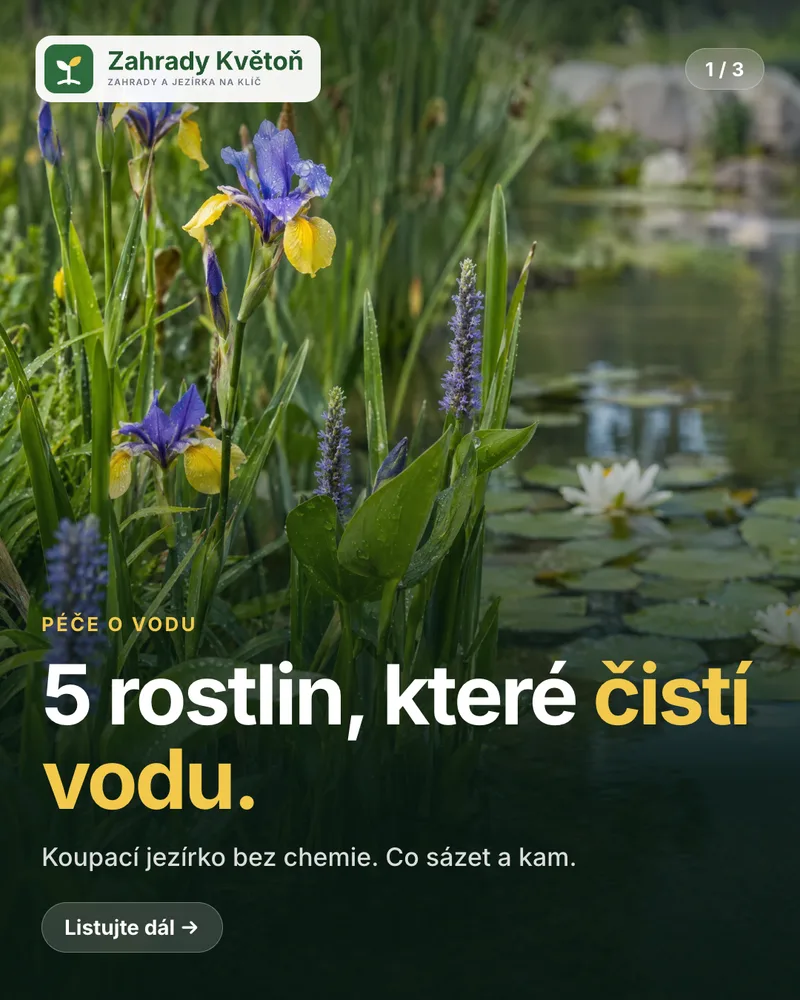 Karusel 1/3: 5 rostlin, které čistí vodu